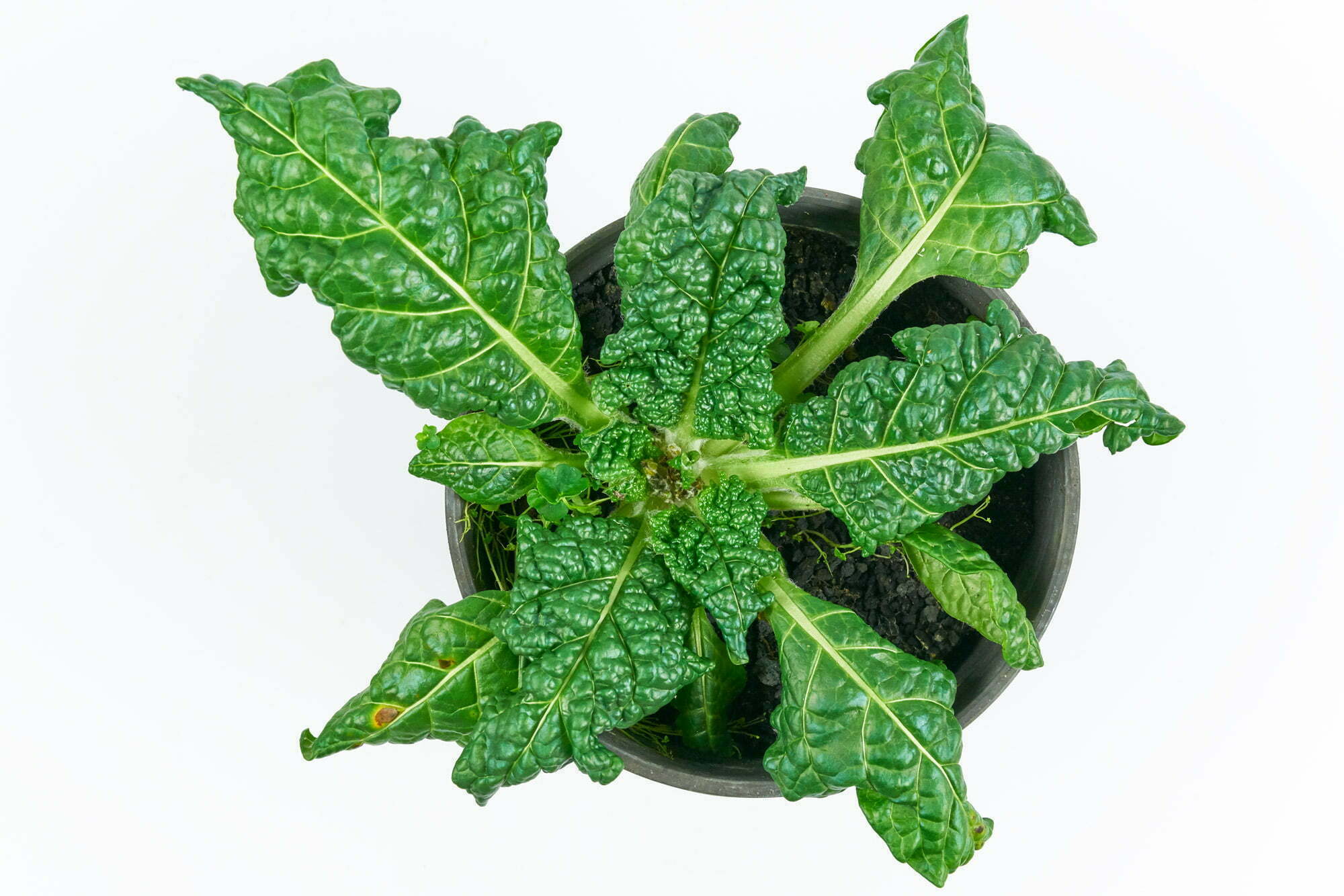 Alraune Mandragora Officinarum Autumnalis Kolletion 2020