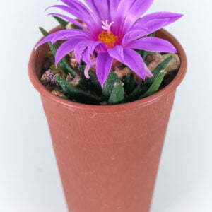 Alternative view of Ariocarpus agavoides - Kaktus