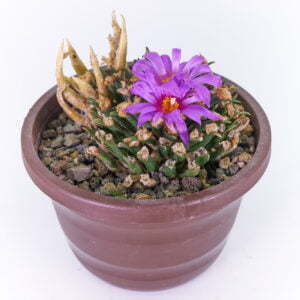 Ariocarpus agavoides - Kaktus