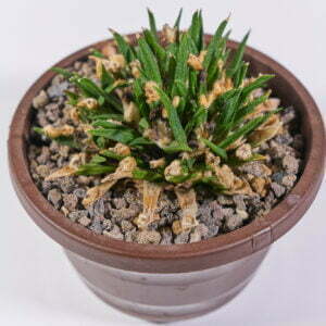 Ariocarpus agavoides san louiensis - Kaktus