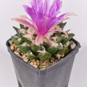 Ariocarpus bravoanus - Kaktus