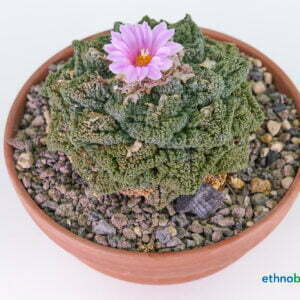 Alternative view of Ariocarpus fisseratus cv. Godzilla - Kaktus