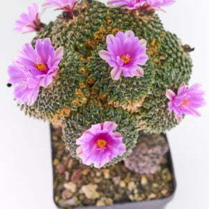 Ariocarpus kotschajeanbeanus macdowellii - Kaktus