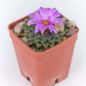 Ariocarpus kotschajeanbeanus sladovskii san ritaSLP 01