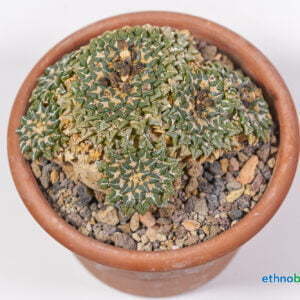 Ariocarpus kotschajeanbeanus - Kaktus