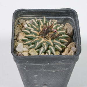 Ariocarpus kotschajenbeanus Dr. Arroyo - Kaktus