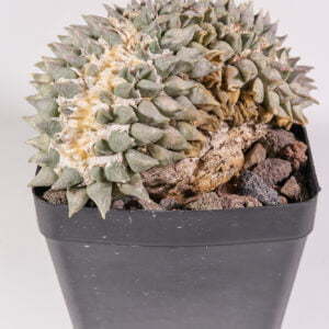 Ariocarpus retusus Nueve Leon - Kaktus