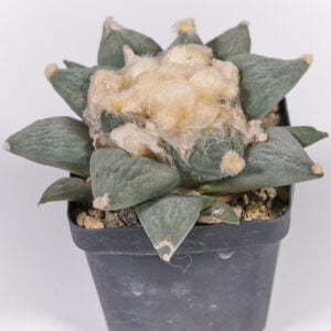 Alternative view of Ariocarpus retusus - Kaktus