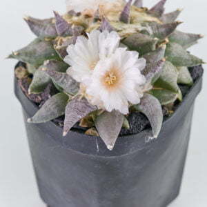 Ariocarpus retusus - Kaktus