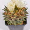 Ariocarpus trigonus hocarekii - Kaktus