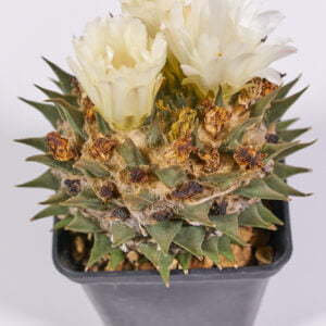 Ariocarpus trigonus hocarekii - Kaktus