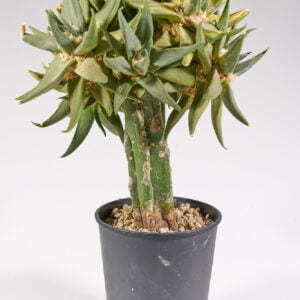 Alternative view of Ariocarpus trigonus variegata - Kaktus
