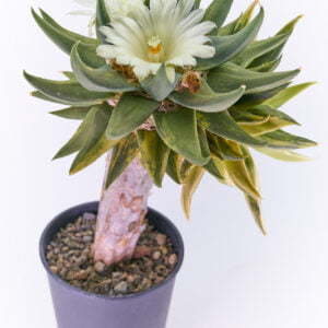 Ariocarpus trigonus variegata - Kaktus