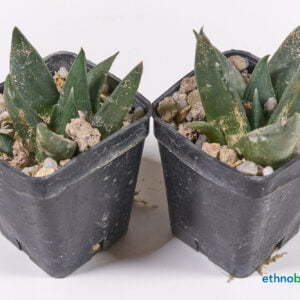 Ariocarpus trigonus - Kaktus