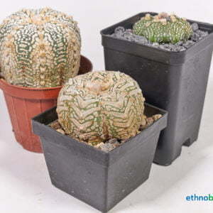 Alternative view of Astrophytum asterias - Kaktus