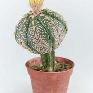 Astrophytum asterias - Kaktus