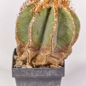 Aztekium hintonii 01