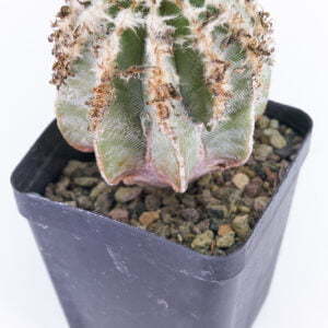 Aztekium hintonii - Kaktus