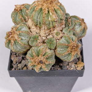 Aztekium ritterii - Kaktus