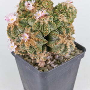 Aztekium valdezii - Kaktus