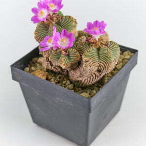 Alternative view of Aztekium valdezii - Kaktus