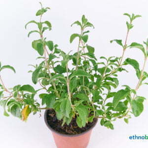 Alternative view of Labdanum - Cistus ladanifer - Pflanze