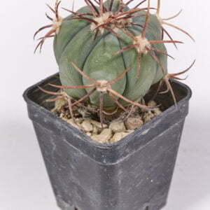 Alternative view of Echinocactus horizonthalonius - Kaktus