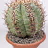 Echinocactus horizonthalonius - Kaktus