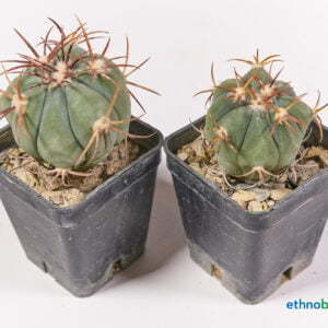 Echinocactus horizonthalonius 03
