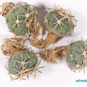 Alternative view of Echinocactus horizonthalonius - Eagle Claw - Kaktus