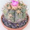 Echinocactus horizonthalonius - Eagle Claw - Kaktus