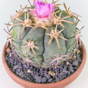 Echinocactus horizonthalonius - Eagle Claw - Kaktus