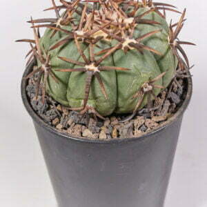 Alternative view of Echinocactus horizothalonius jap.cultivar - Kaktus