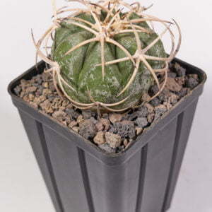 Echinocactus horizothalonius jap cultivar 03