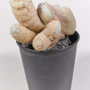 Ephithelantha bokeii - Kaktus