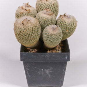 Alternative view of Ephithelantha micromeris - Kaktus