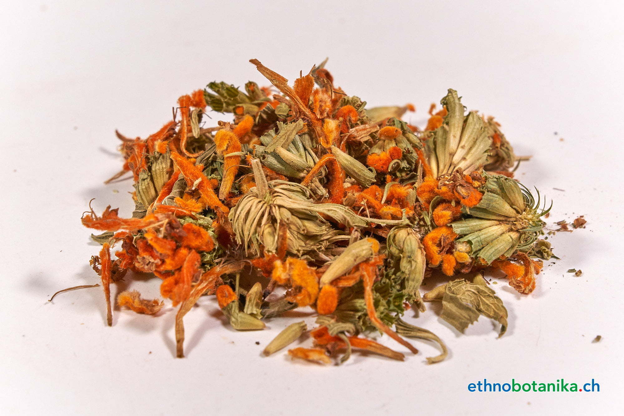 Leonotis Leonurus 01