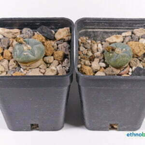 Lophophora alberto vojtechii - Kaktus