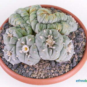 Lophophora diffusa crest - Kaktus