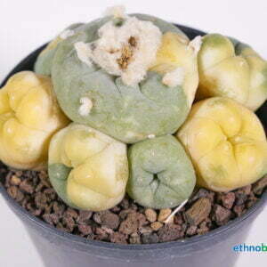 Lophophora diffusa variegata - Kaktus