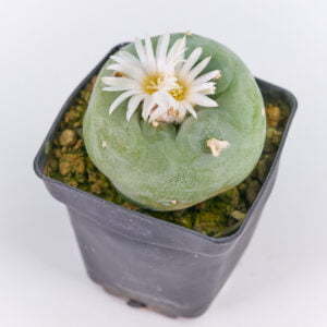 Alternative view of Lophophora diffusa viesca - Kaktus