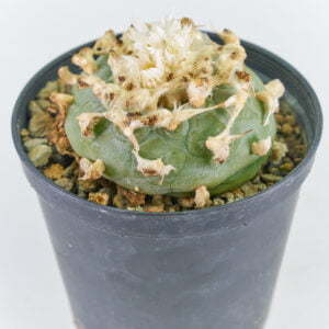 Lophophora diffusa viesca - Kaktus