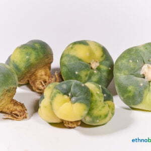 Lophophora diffusa - Kaktus