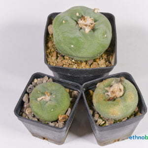 Alternative view of Lophophora diffusa - Kaktus
