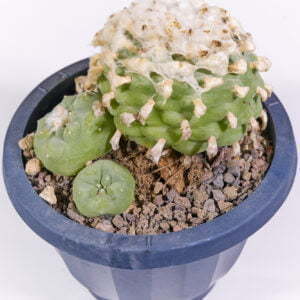 Lophophora diffusa Dr. Aroyo - Kaktus