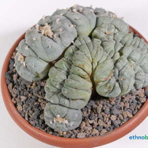 Lophophora diffusa el coyote - Kaktus