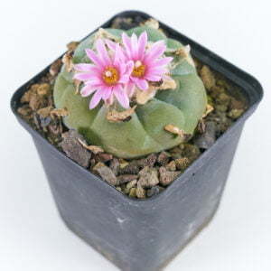 Lophophora fricci Coahuila Viesca 02