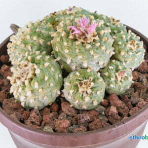 Lophophora fricci Sierra Paila - Kaktus