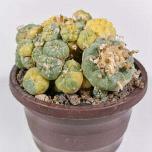 Lophophora fricci variegata - Kaktus