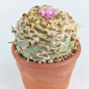 Lophophora fricci - Kaktus